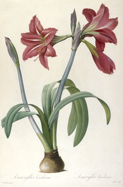 Amaryllis brasiliensis (Brasilianische Amaryllis), 1816 von Pierre Joseph Redouté